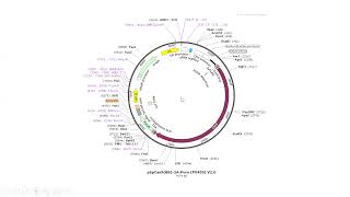 CRISPR CAs9 Gene Editing How to design sgRNA [upl. by Anallise912]