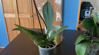 Basic Phalaenopsis Orchid care Part 2 [upl. by Sinnaiy]