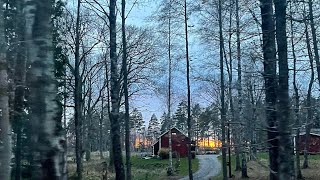 Forest lover  skogsälskare  jungle [upl. by Basilio]