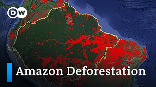 Who is responsible for the Amazon deforestation fires in Brazil  DW Analysis [upl. by Blasien]