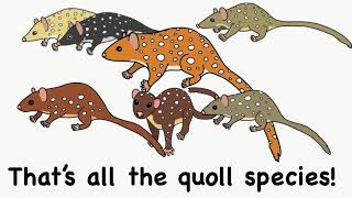 All the Quoll Things [upl. by Aihseya568]