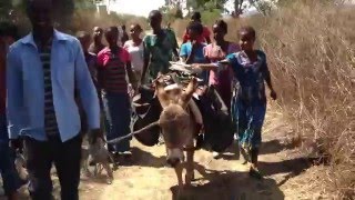 Donkey Library on its way to school [upl. by Nitsirc]