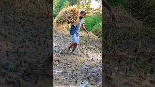 સાચો બાહુબલી😜 Farmers life in Gujarat Village life [upl. by Ahsercal]