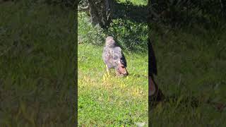 Hawk on Ground shortvideo shortvideos shorts short hawk wildlife fyp bird birdofprey why [upl. by Aneral957]