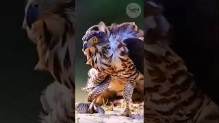 Hawk Vs Snake 🦅🐍 Hawk Snake wildlifeshowdown [upl. by Rodriguez]