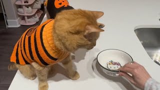 feeding my 4 spoiled cats Halloween edition🎃 [upl. by Rentsch]