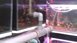 Clownfish Breeding System by Clownfish Breeding Solutions [upl. by Esac]