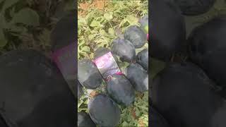 Kaveri seeds water melon 1902 cell 9346244002 [upl. by Nodmac]