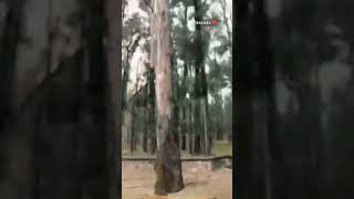 Colomos guadalajara zapopan bosque nature foryou shortvideo reels paisaje pulsarns200 [upl. by Heise146]