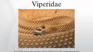 Viperidae [upl. by Bartholomeo804]