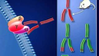 Deuxième Partie  Limmunosuppression médicale [upl. by Dayir]