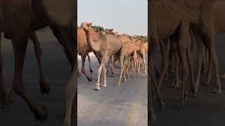 animals travelcamel africansafari camel camelcamelcamel nature desert beautiful 100 500 [upl. by Adian365]