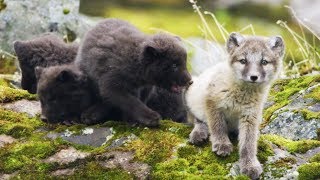 Arctic Fox Cubs Emerge from the Den  First Year on Earth  BBC Earth [upl. by Aifoz]