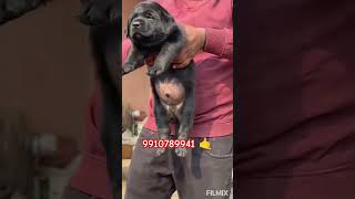 Heavy bone black Labrador puppy ava labradorblacklabrador rajlabradorkennel viralvideo doglover [upl. by Aihsenor7]