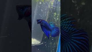 Pez Betta Mahachai 😮🐠 aquariumtanks pezbettas pezbetta bettafishtanks acuarofilia fishtanks [upl. by Gnek]