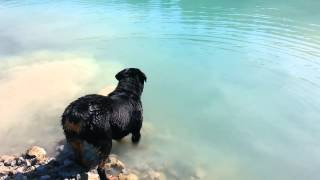 Rottweiler swimming [upl. by Freddy]