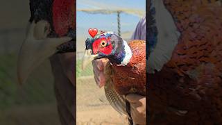 RingNecked Pheasant ❤️❤️🇳🇵 shortvideo subscribe trending nepalisong [upl. by Langley]