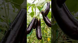 How to Grow Eggplants at Home 🍆 Using Home Ingredients plants farming shorts [upl. by Nnylyar]