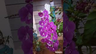 orchid flowering orchidscrazy orchid flowering flowing video [upl. by Deevan288]