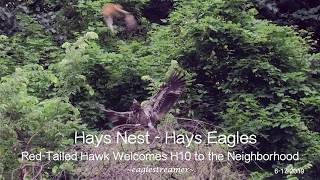 Hays Nest  Hays Eagles  Red Tailed Hawk Welcomes H10 to the Neighborhood  6172019 [upl. by Dukie]