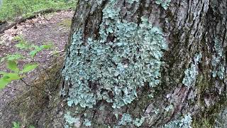 Foliose Lichen [upl. by Ahsaekal864]