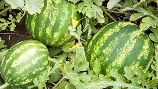 How to Grow Watermelons  Complete Growing Guide [upl. by Nanfa]