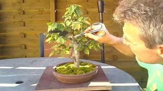 Informal upright hornbeam bonsai 2 [upl. by Vrablik107]