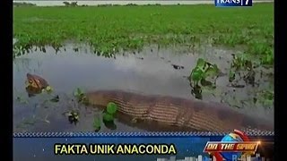 Fakta Unik Anaconda  On The Spot Trans7 [upl. by Ykvir579]