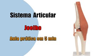 Articulação do joelho  Aula prática  Anatomia  Anatomia Humana [upl. by Laval]