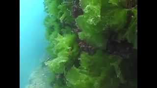 © Водоросли Черного моря Ulva lactuca  3  Green alga [upl. by Anayrb]