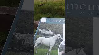 connemara ponies  Connemara national park   Ireland [upl. by Ailahtan]