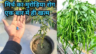 2 मिनट में मिर्च के पौधे का कीड़ा और मुरोड़िया leaf curl virus रोग बाहर निकालने का अचूक घरेलु उपय [upl. by Lepp]