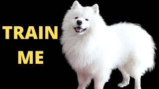 So You Think You Can Train A Samoyed [upl. by Ellenwad459]