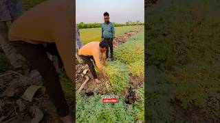 7972334422 only whatsapp me Daftari 21 chana seed दफ्तरी २१ चणा बीज agri guruji [upl. by Netram]