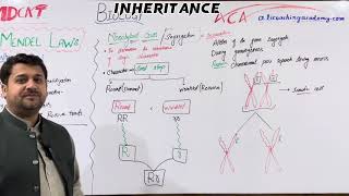 MENDELIAN INHERITANCE  MONOHYBRID CROSS [upl. by Akemahs812]