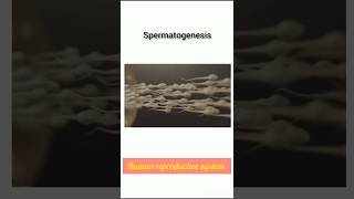 Spermatogenesis क्या होता हैspermatozoahuman reproductive systemneet reproduction 12th shorts [upl. by Seessel379]