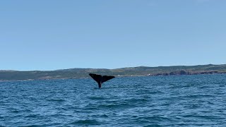 Breaching Sperm Whale surprises us while whale watching in Bonavista Bay Newfoundland Canada [upl. by Yasnyl]