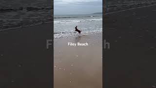 Filey Beach October 2024 workingcockerspaniel filey travel [upl. by Aciretehs]