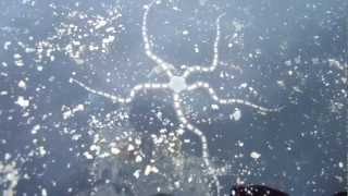 Brittle Star Locomotion in the Ocean [upl. by Alahc]