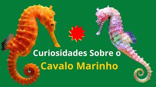 Descobrindo as Surpreendentes Curiosidades Sobre o Cavalo Marinho [upl. by Marmaduke]