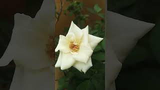 White Rose flower my chad bagan beautiful look good afternoon shortfeet nature rose flower [upl. by Isma]