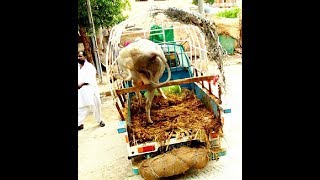 Dangerous Bull unload in Karachi [upl. by Levey]