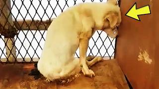 Scared Shelter Dog Keeps Hiding In A Corner – Staff Screams For Help When Realizing Why [upl. by Monroy899]