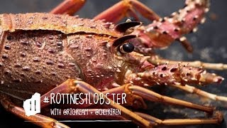 Taste Master Rottnest Lobster [upl. by Rett]