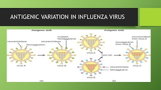 Genetic reassortment in influenza virus amp its pathogenesisAntigenic shift amp drift way of knowledge [upl. by Sewoll]