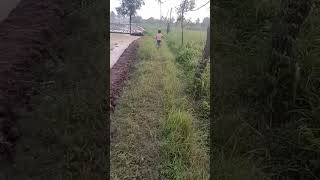 sorgame tamil tamilsong ilaiyaraajahitsongs story nature shortvideo shorts shortsfeed [upl. by Nosnah]