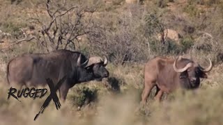 Cape Buffalo Hunt of South Africa [upl. by Ylnevaeh]