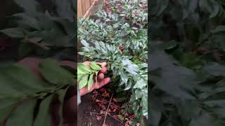 What to do when half of your Sarcococca is dead landscaper gardening pruning shrubs snips [upl. by Nosbig613]