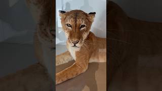 Tigons hybrid animal animals tiger lion museum wildlife trending viral shorts [upl. by Karlyn]