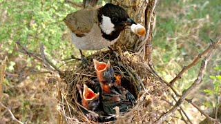 White ear bulbul eating poop of her baby and cleaning nest BirdPlusAnimals [upl. by Aikar]